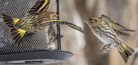 Get a Birding Boost: Join the Great Backyard Bird Count